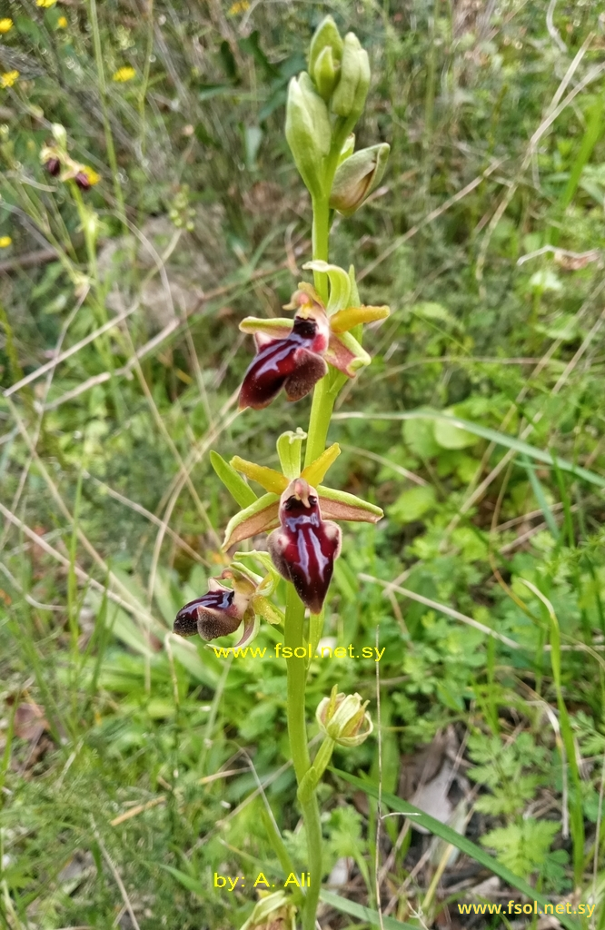 Ophrys taurica  (Aggeenko) Soó ex Niketić & Djordjevic